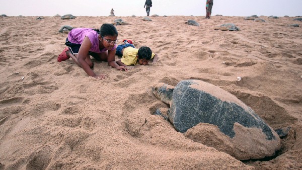 odisha olive ridley turtle nesting season