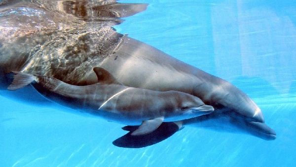 gangetic dolphin