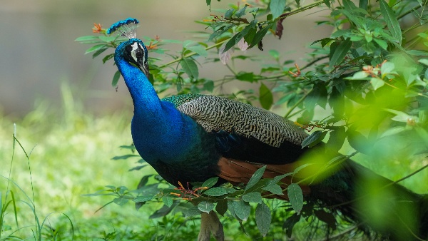 bmc mobile app byculla