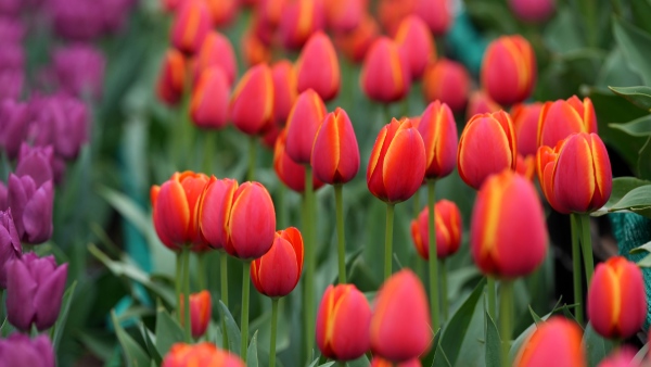 ahmedabad glow garden tulip