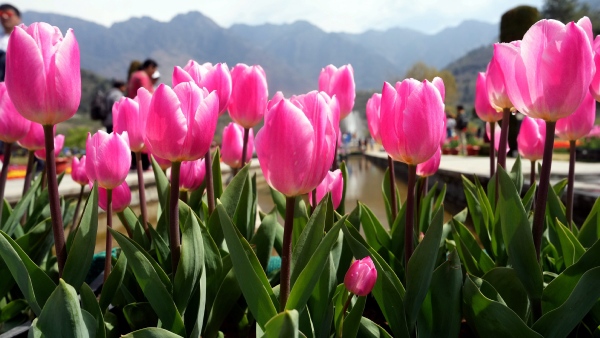 glow garden ahmedabad tulip flowers