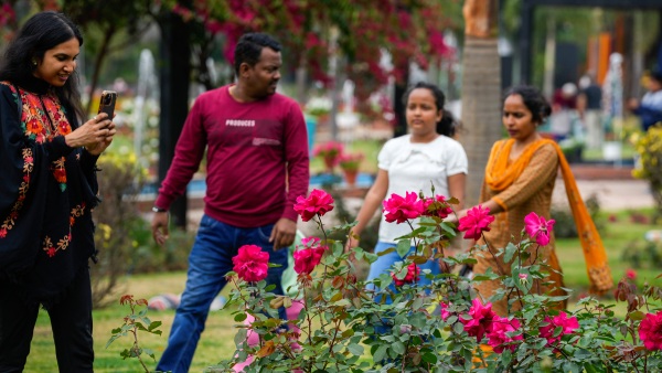 chandigarh rose festival