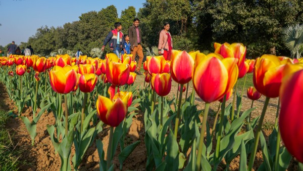 delhi tulip festival 2025
