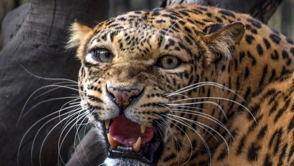 leopard safari mumbai