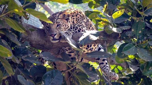 mumbai leopard safari