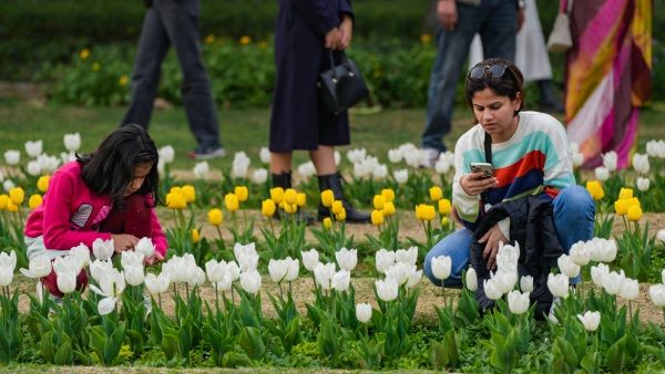 delhi tulip festival