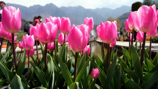 tulip garden opening date
