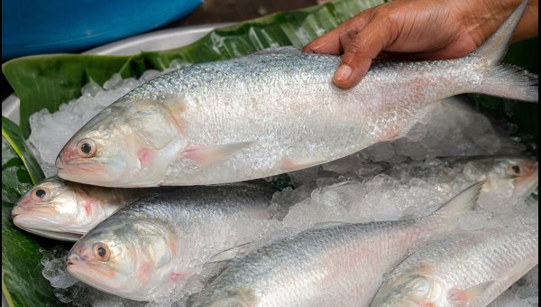 Kolkata Monsoon Hilsa Guide 2026: Best Markets, Current Prices, and Expert Buying Tips for Fresh Fish