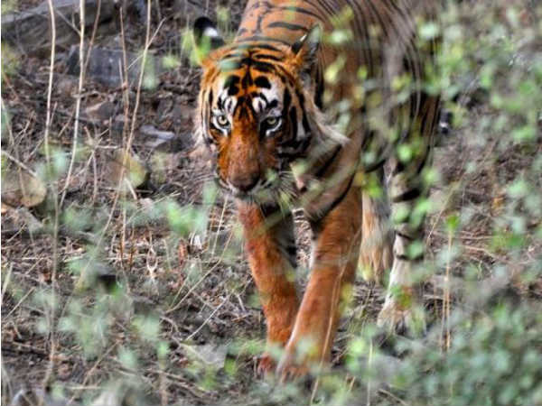 Ranthambore National Park, Rajasthan