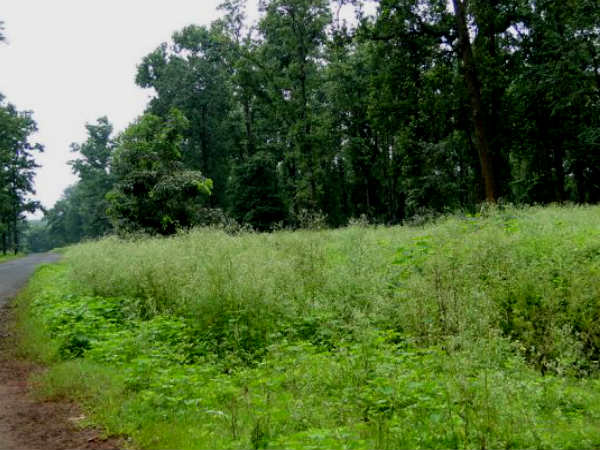 Indravati National Park