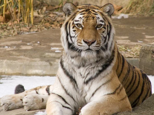 A Visit to the Naina Devi Temple