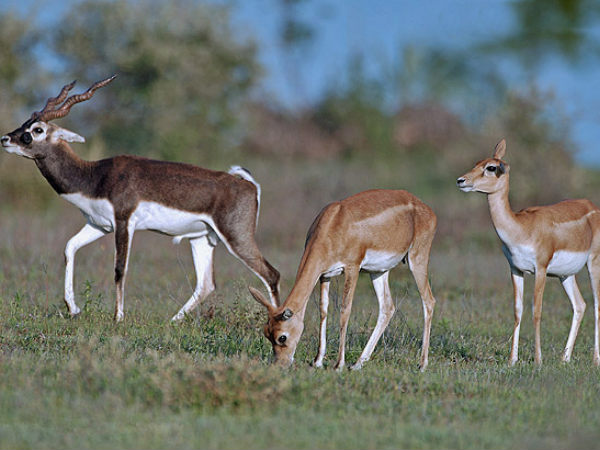 Ladnun, The Home of the Jain Gods