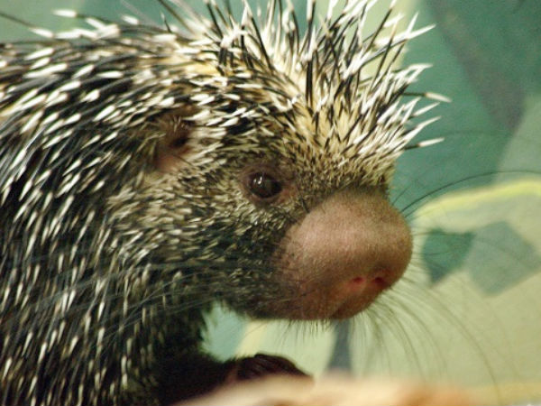 Travel to the Monumental Town of Sirpur