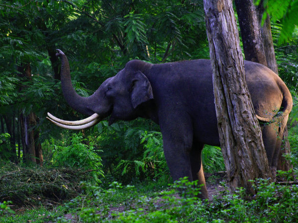 5 Popular Trekking Trails of Kerala