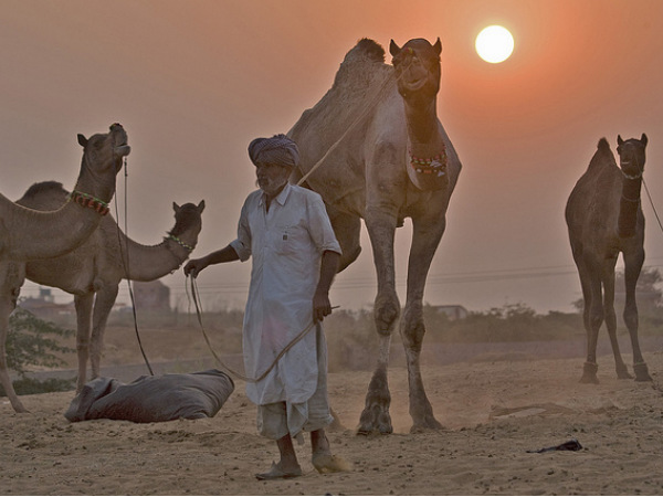 5 Camel Safari Destinations in India