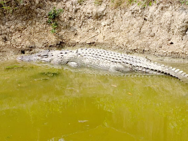 Wildlife Tourism - Have you been to these 5 National Parks of India?