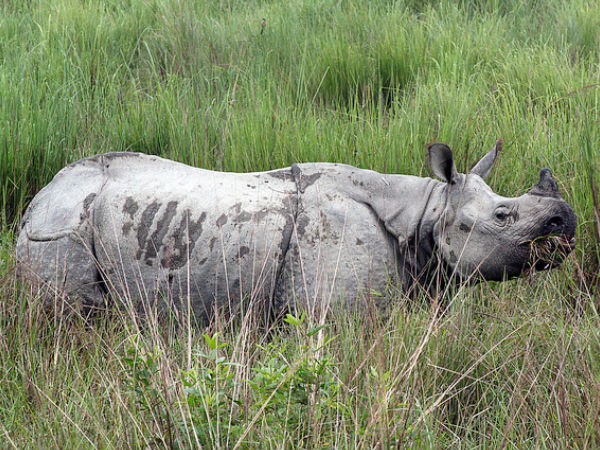 Kaziranga National Park
