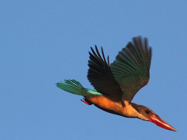 Kumarakom Bird Sanctuary
