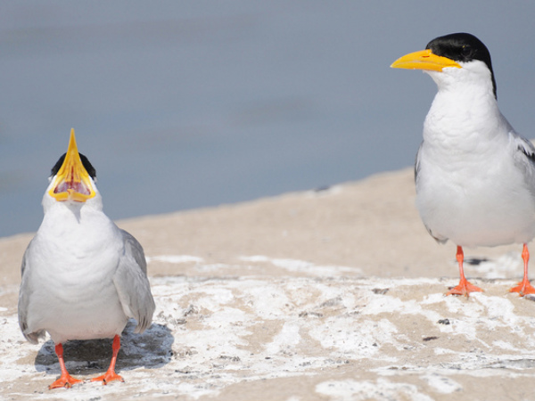 Ranganthittu Bird Sanctuary