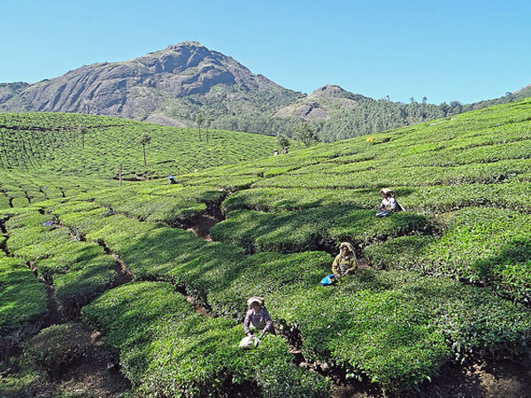 Tea and Spice Plantations
