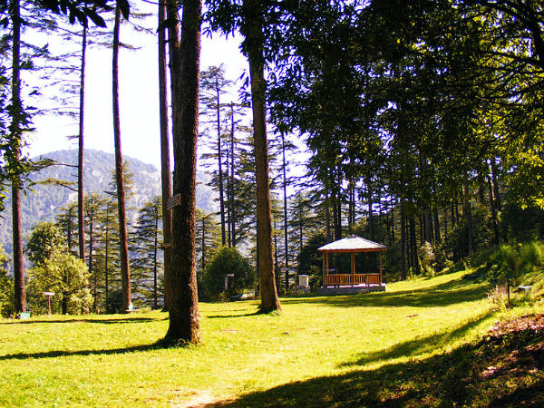 View of the Deodar trees