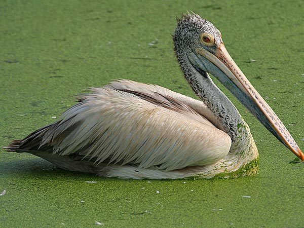 Uppalapadu Nature Conservation