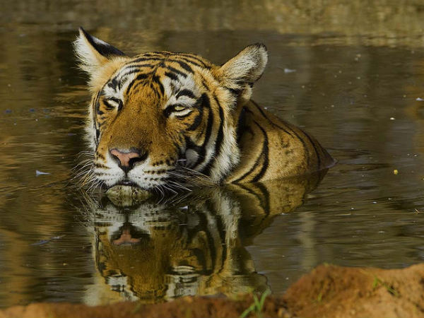 Achanakmar Wildlife Sanctuary