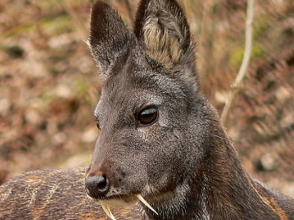 Askot Musk Deer Sanctuary