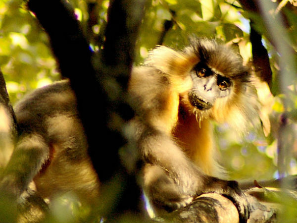 Bherjan-Borajan-Padumoni Wildlife Sanctuary