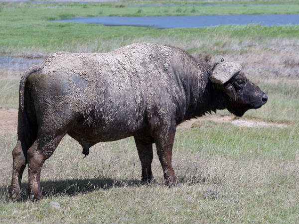 Dibru-Saikhowa National Park