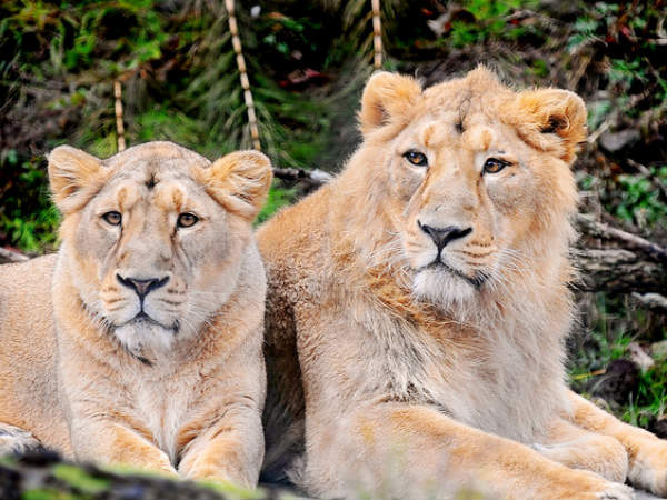 Asiatic Lions of Gir