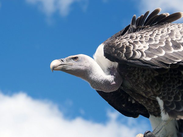 Eaglenest Wildlife Sanctuary