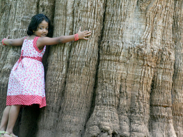 The Oldest Teak Tree