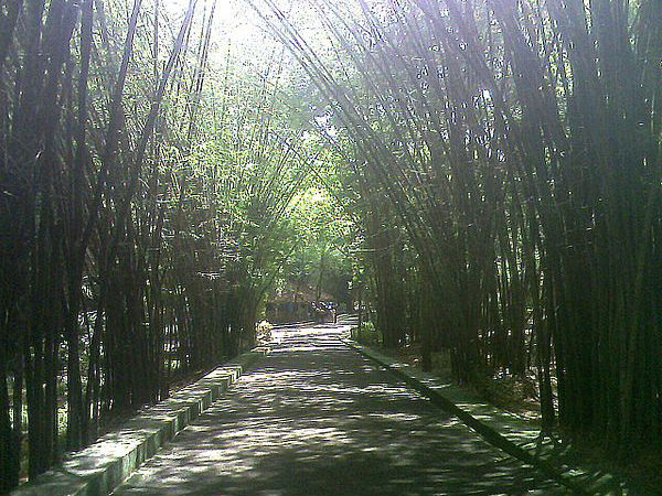 A peep into the history of Teak 