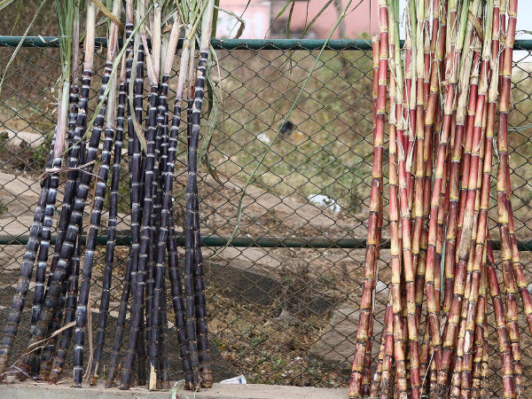 Sugar Cane 