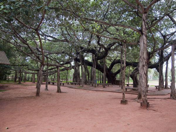 Banyan tree