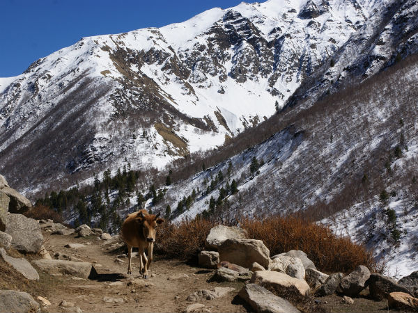 Chitkul in Winter