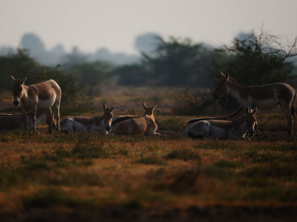 Indian Wild Ass Sanctuary