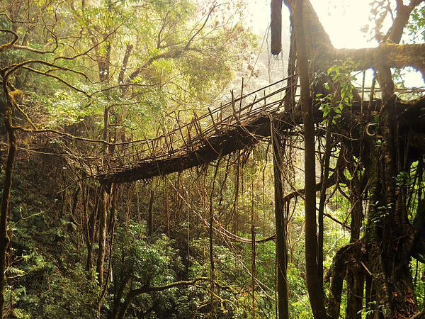 Living bridges in Meghalaya