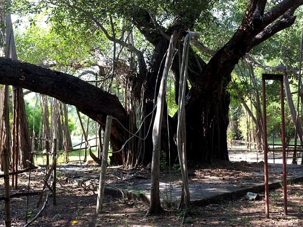 450 year old banyan tree