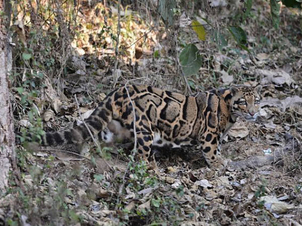 Clouded Leopard Mizoram
