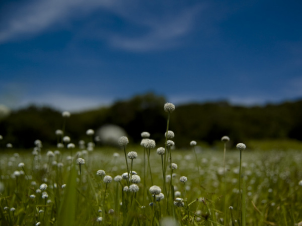 Kaas Plateau
