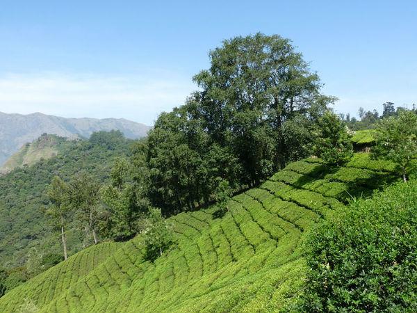 Tea plantations, Munnar