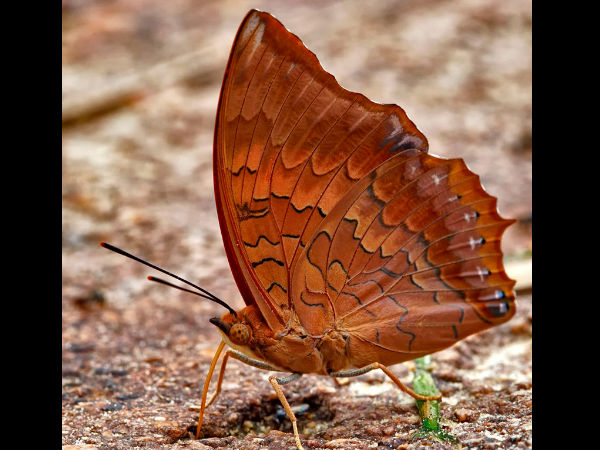 Butterfly Parks in India Butterfly Parks in India
