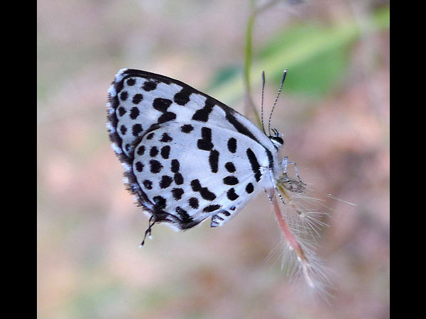 Butterfly Parks in India Butterfly Parks in India