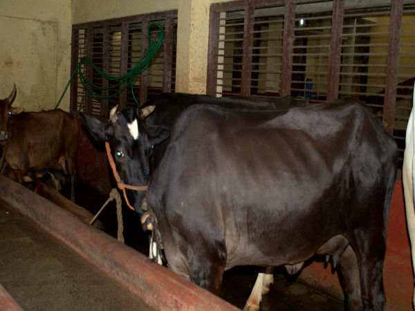 Krishna Temple in Udupi