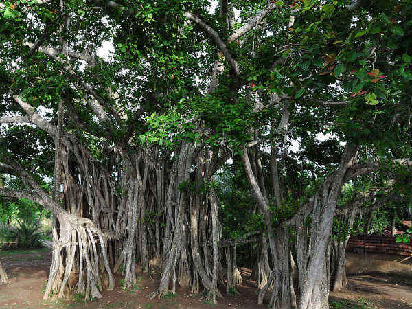 Top Haunted Places in Chennai