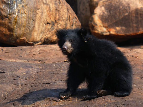 Top Bear Sanctuaries in India! Top Bear Sanctuaries in India!