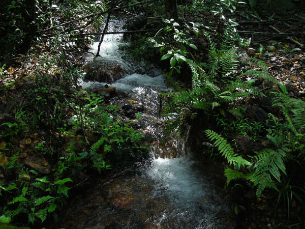 Spellbinding Facts About Jog Falls