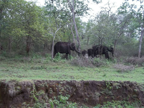 Mudumalai forest - Tamil Nadu